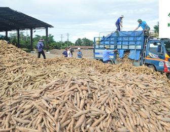 Cassava Starch and Its Role in Modern Textile Industry