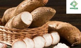 Reliable Cassava Starch Exporter to Bangladesh