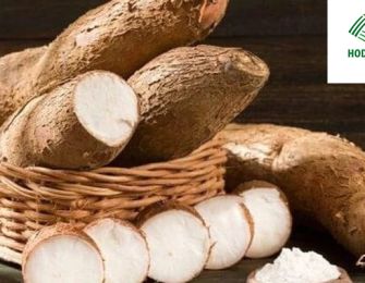 Reliable Cassava Starch Exporter to Bangladesh