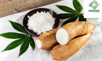 Exporting Cassava Starch to Southeast Asian Countries