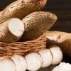 Cassava Starch Export Unit to Brazil