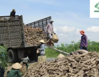 What Is Cassava Starch? Benefits and Practical Applications