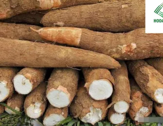 Cassava Starch and Its Role in the Circular Economy