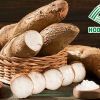 Cassava Starch Export A Strategic Path in the Green Era