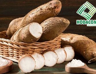 Cassava Starch Export A Strategic Path in the Green Era