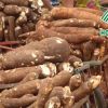 Optimizing Production Efficiency with High-Quality Tapioca Starch