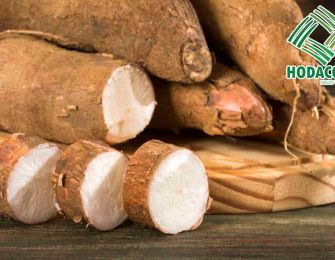 Cassava Starch in the Production of Eco-Friendly Materials