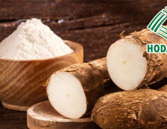 Vietnamese Tapioca Starch Meets Export Standards for the Chinese Market