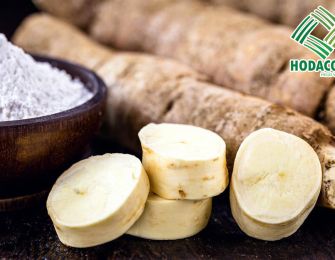Export Potential of Cassava Starch to South Korea