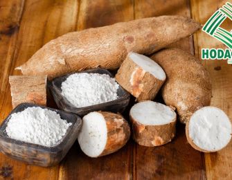 Growth Strategy for the Cassava Starch Industry