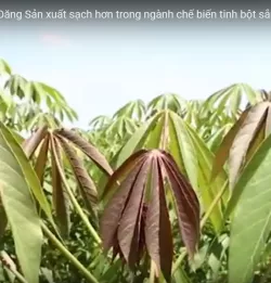 Reportage of the factory Hoang Đang