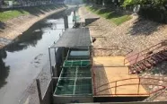 Cá Koi Nhật chết ở sông Tô Lịch: Mời chuyên gia thủy sản vào cuộc