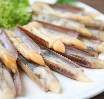 Ngao biển sống