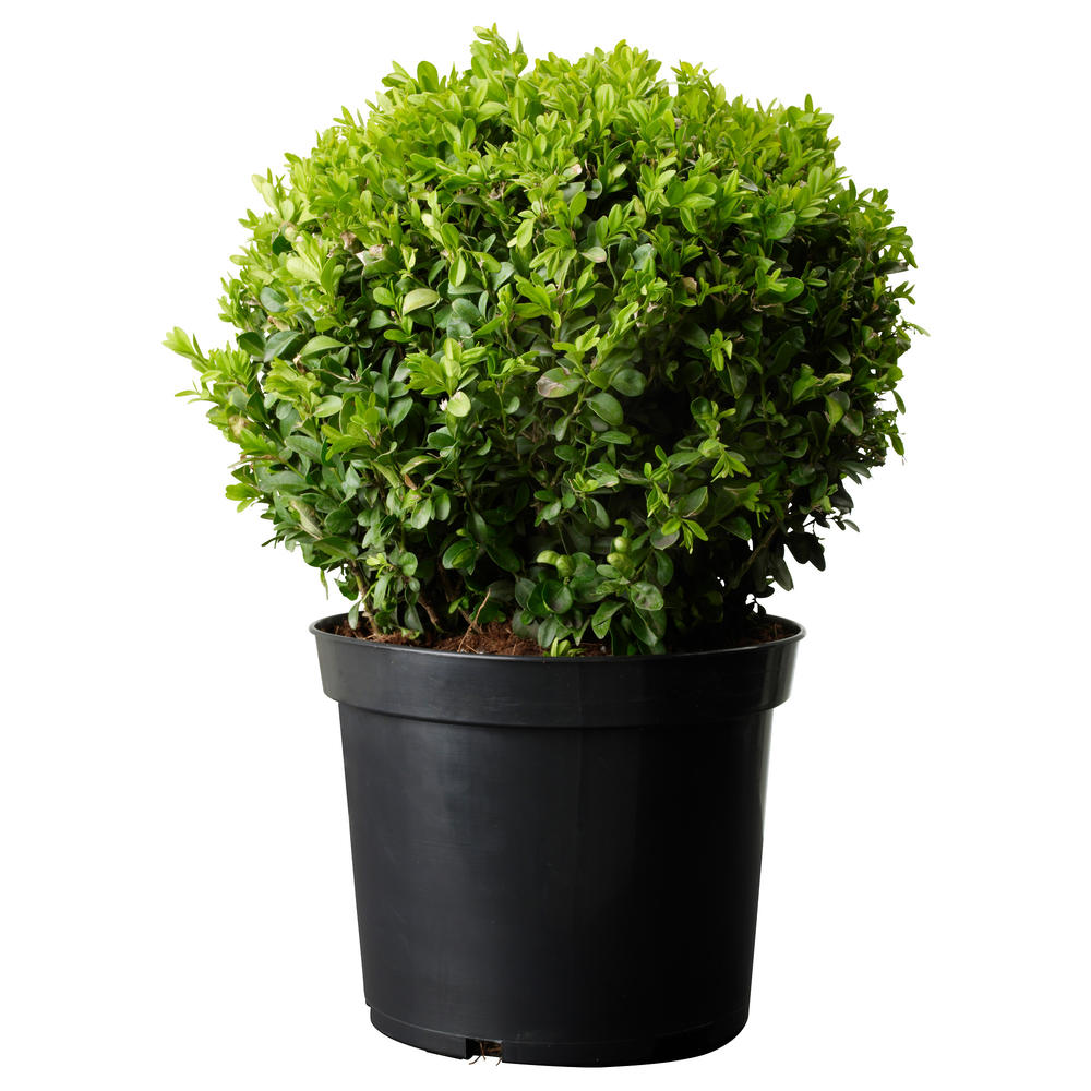 Với nhiều loại cây đa dạng về mẫu mã và chủng loại