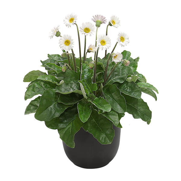 Garvinea-Botanic-Tinkerbell-2