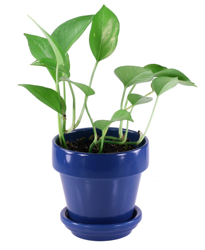inside_pot_plants_13_stunning_decor_with_house_or_indoor_plants-714x869