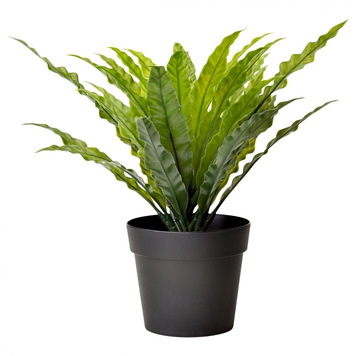 inside_pot_plants_35_nice_decorating_with_perfect_inside_potted_plants-714x714