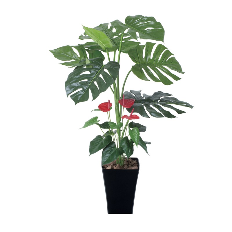 photocatalyst-monstera-anthurium-plant