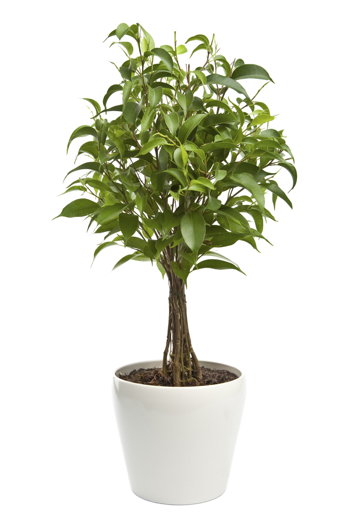 plants-big-large-houseplant-decorating-fiddle-leaf-fig-ficus-for-the-best-ideas-of-decorating-a-living-room