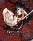 Self-saucing chocolate pudding