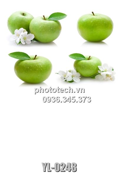YL-0248-phototech.vn
