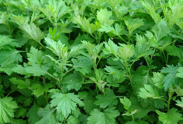 Các loại lá tắm cho bé sơ sinh