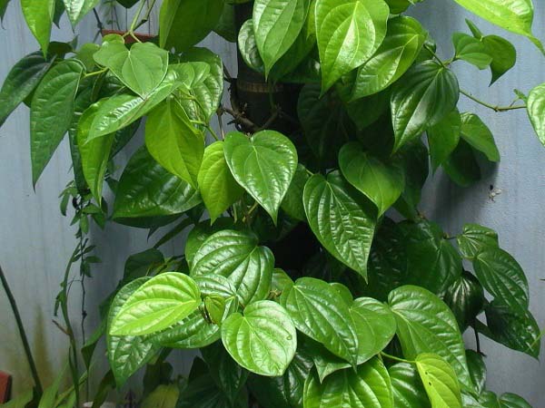 Các loại lá tắm cho bé