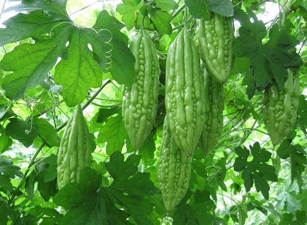 Tắm lá cho trẻ sơ sinh