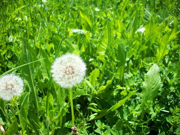 Cách chữa tắc tia sữa