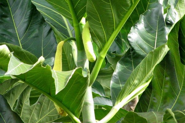 Cách trị tắc tia sữa