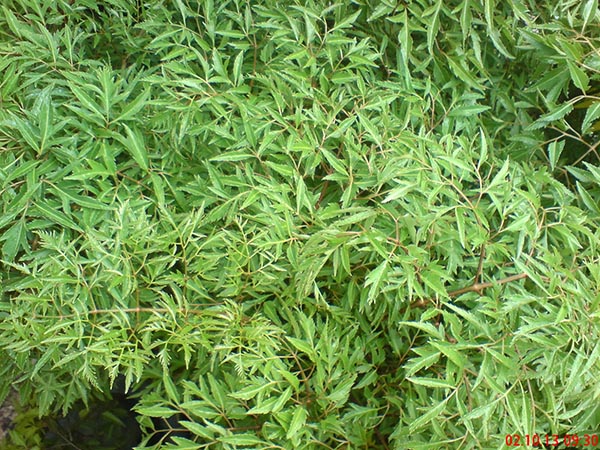 Chữa tắc tia sữa