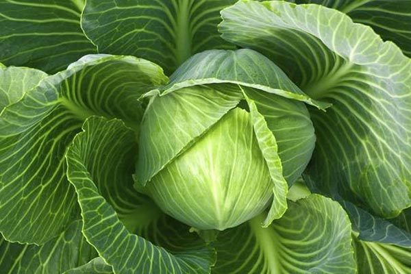 Trị tắc tia sữa