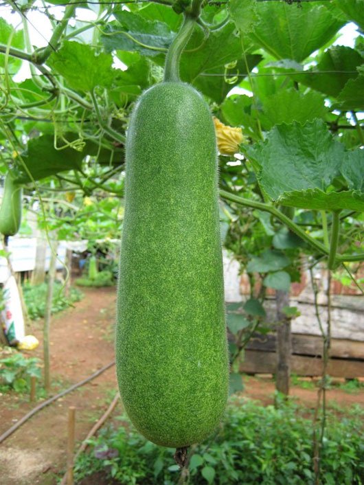 Bí đao có tác dụng giải nhiệt rất tốt cho phụ nữ mang thai