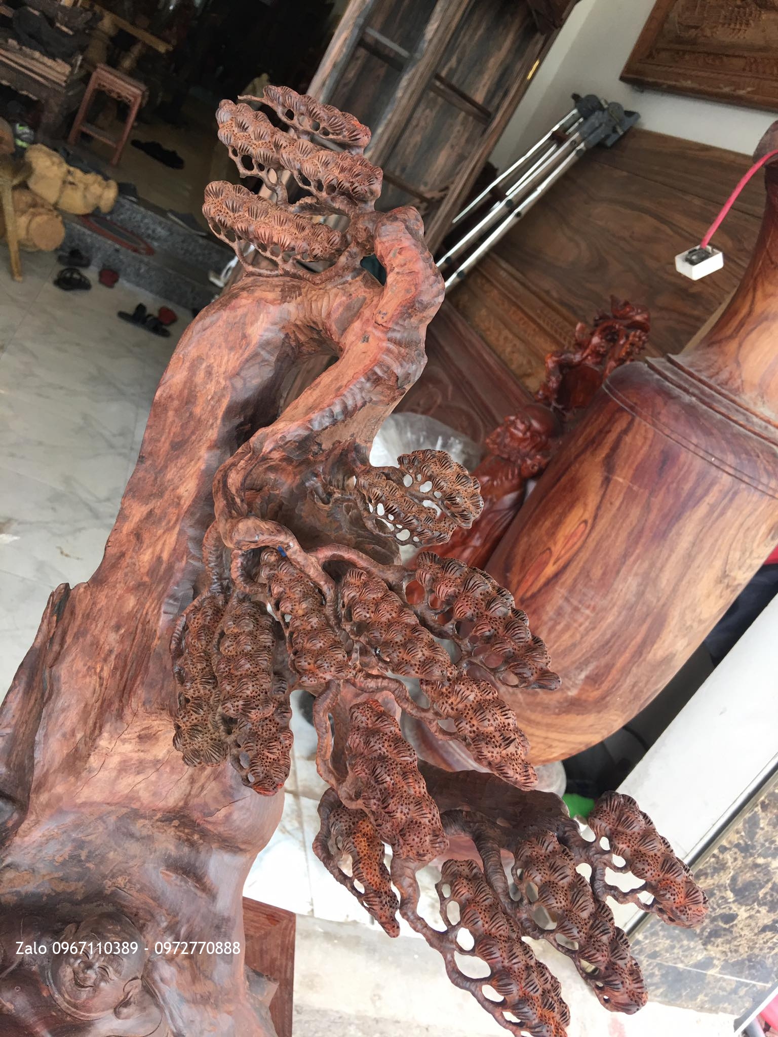 TƯỢNG DI LẶC NẰM DƯỚI GỐC TÙNG GỖ TRẮC ĐỎ..