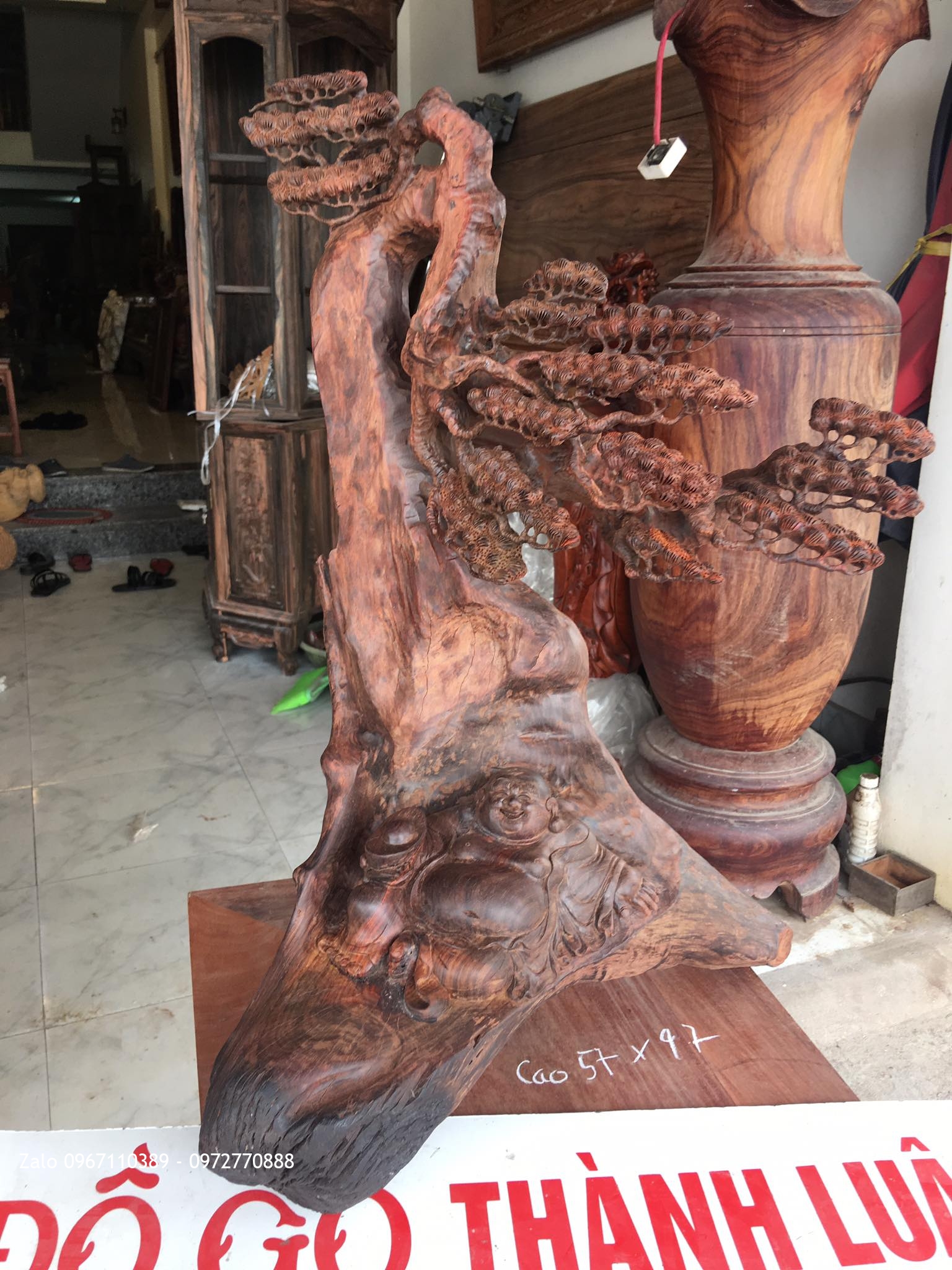 TƯỢNG DI LẶC NẰM DƯỚI GỐC TÙNG GỖ TRẮC ĐỎ..