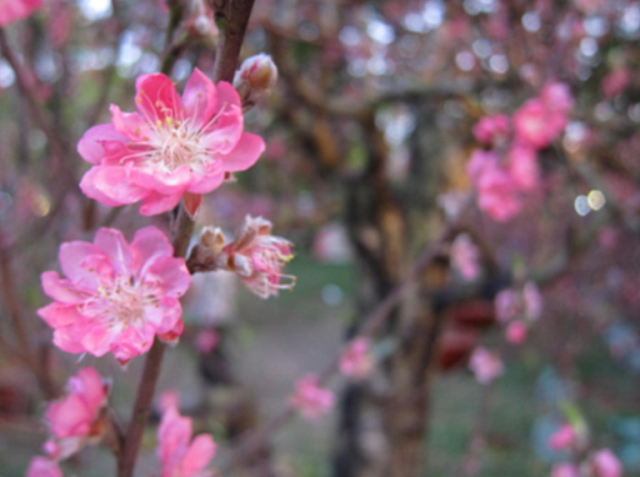 HOADAO_TOCHUCSUKIEN (6)