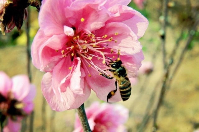 HOADAO_TOCHUCSUKIEN (12)