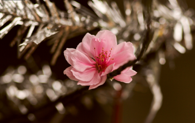 HOADAO_TOCHUCSUKIEN (5)