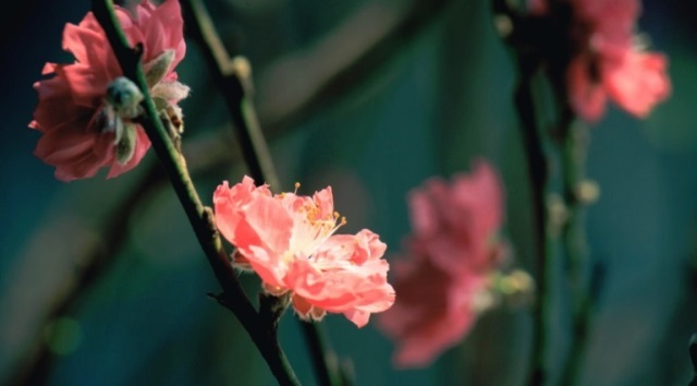 HOADAO_TOCHUCSUKIEN (11)