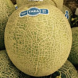 DƯA LƯỚI NHẬT BẢN TAKA VỎ XANH, RUỘT XANH