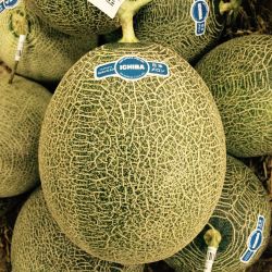 DƯA LƯỚI NHẬT BẢN ICHIBA VỎ XANH, RUỘT XANH