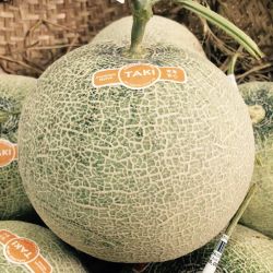 DƯA LƯỚI NHẬT BẢN TAKI VỎ XANH, RUỘT VÀNG