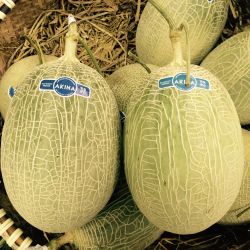 DƯA LƯỚI NHẬT BẢN AKINA VỎ XANH, RUỘT VÀNG