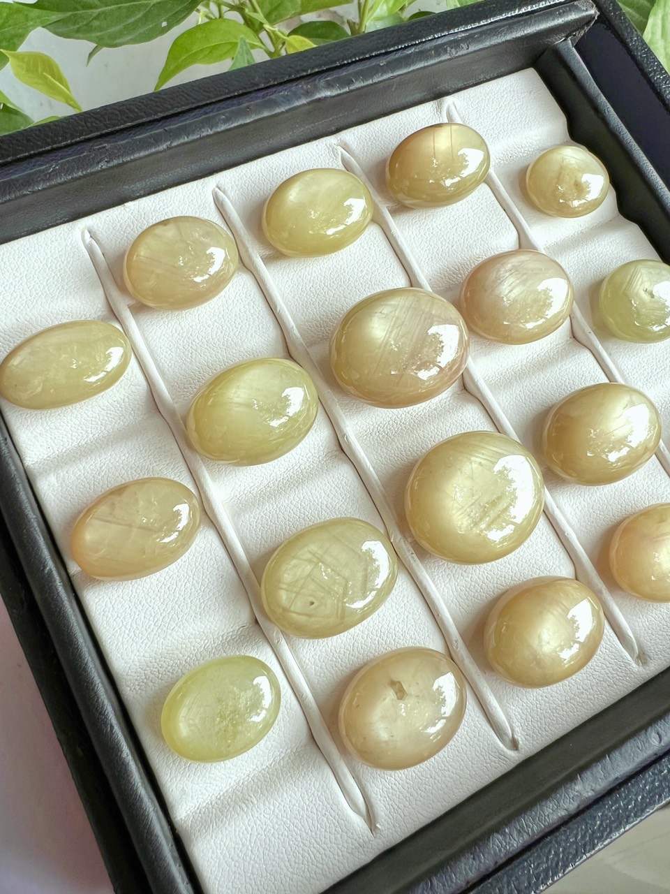 SAPPHIRE NAM PHI TỰ NHIÊN