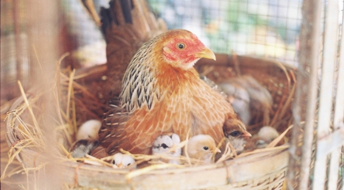BỆNH CÚM GIA CẦM Ở GÀ