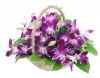 Cập nhật các loại hoa mới tháng 1