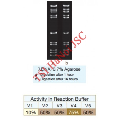 Enzyme cắt giới hạn Acc16I Vivantis
