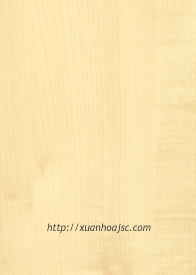 Mẫu vật liệu sơn PU