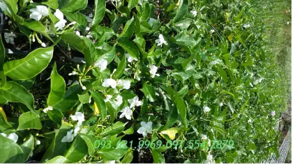 CẢNH QUAN GJ13