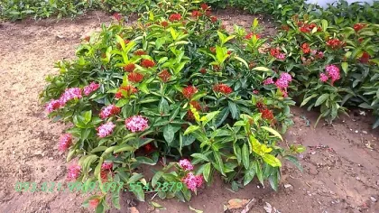 CẢNH QUAN GJ04